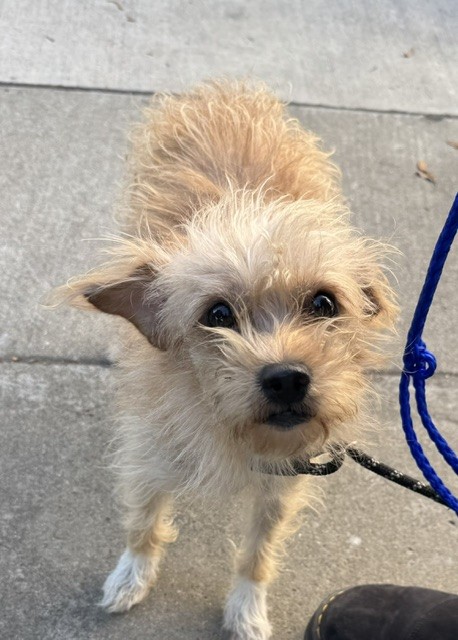 Shelter Stray Female Dog last seen FOUND IN OAKLAND, 1950 Stevenson Blvd, Fremont, CA 94538, USA