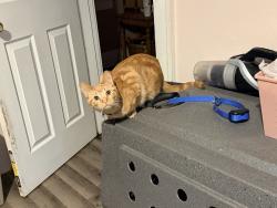 Reunited Female Cat last seen Harper, Pontiac, MI 48342