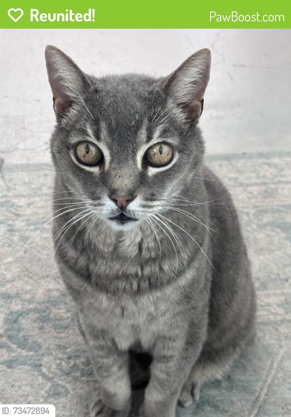 Reunited Male Cat last seen 18th and Sherbourne Drive, Los Angeles, CA 90035