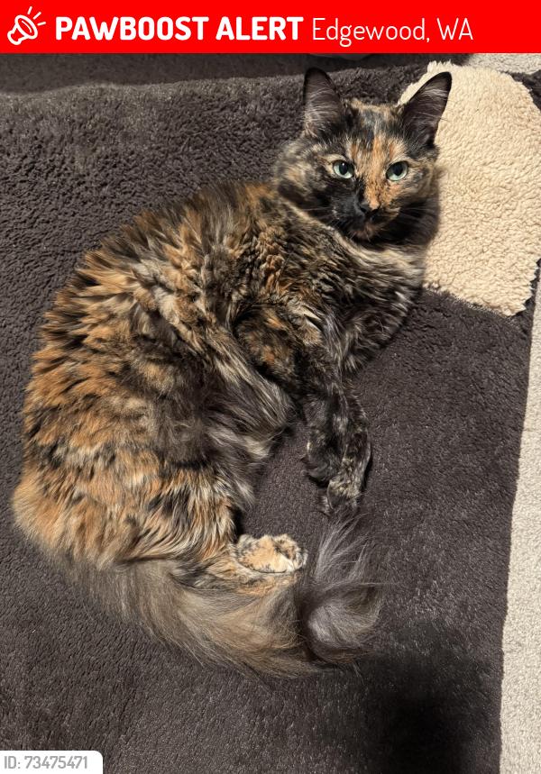 Lost Female Cat last seen 126th Ave Ct E, Edgewood, WA 98371