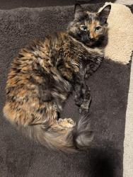 Lost Female Cat last seen 126th Ave Ct E, Edgewood, WA 98371