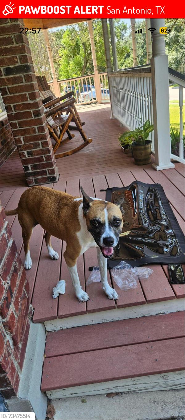 Lost Female Dog last seen Bulverde and TPC parkway, San Antonio, TX 78261