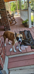 Lost Female Dog last seen Bulverde and TPC parkway, San Antonio, TX 78261