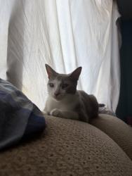 Reunited Male Cat last seen Heritage, Oceanside, CA 92058