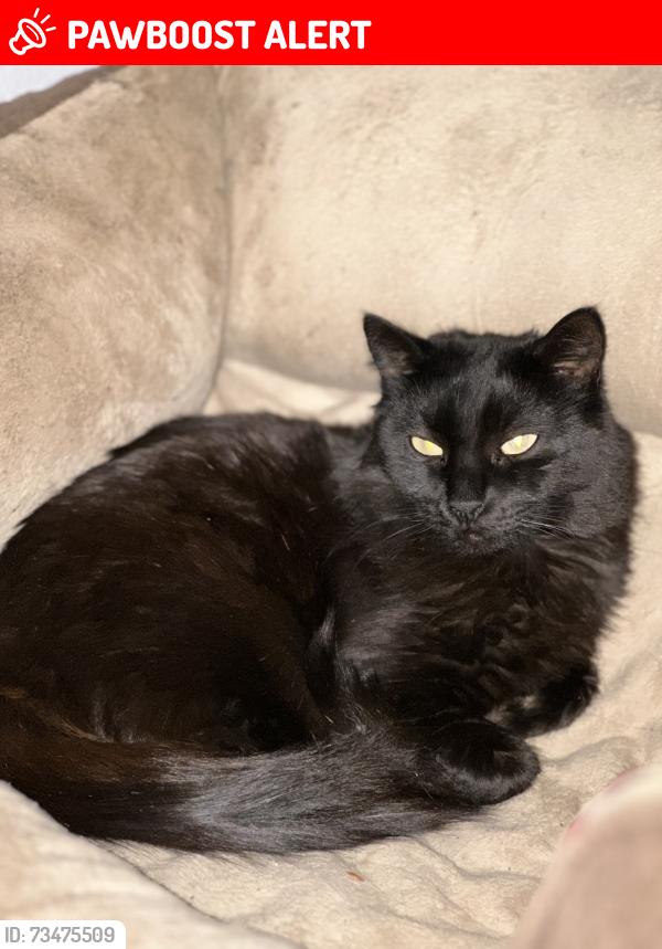 Lost Female Cat last seen 19th & Carnelian, Rancho Cucamonga, CA 91701