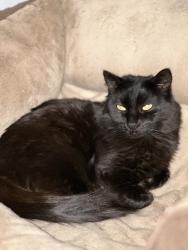 Lost Female Cat last seen 19th & Carnelian, Rancho Cucamonga, CA 91701