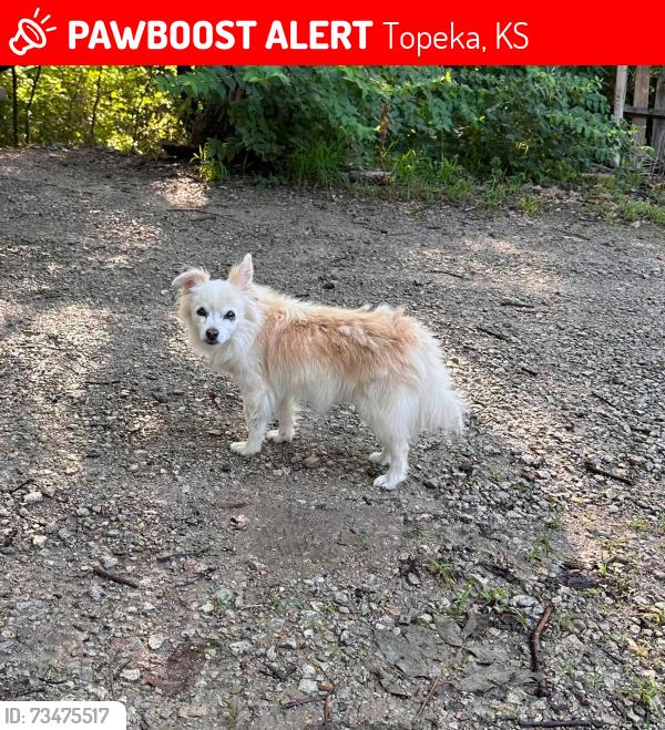 Lost Male Dog last seen Valencia, Topeka, KS 66615