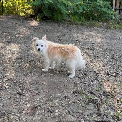 Lost Male Dog last seen Valencia, Topeka, KS 66615