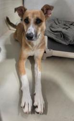 Shelter Stray Female Dog last seen Near BLOCK NILES ST, BAKERSFIELD CA 93306, 3951 Fruitvale Ave, Bakersfield, CA 93308, USA