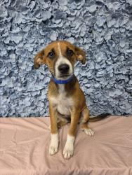 Shelter Stray Male Dog last seen Near BLOCK NILES ST, BAKERSFIELD CA 93306, 3951 Fruitvale Ave, Bakersfield, CA 93308, USA