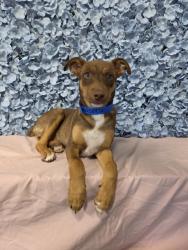 Shelter Stray Male Dog last seen Near BLOCK NILES ST, BAKERSFIELD CA 93306, 3951 Fruitvale Ave, Bakersfield, CA 93308, USA