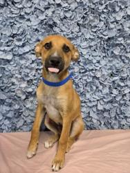 Shelter Stray Male Dog last seen Near BLOCK NILES ST, BAKERSFIELD CA 93306, 3951 Fruitvale Ave, Bakersfield, CA 93308, USA