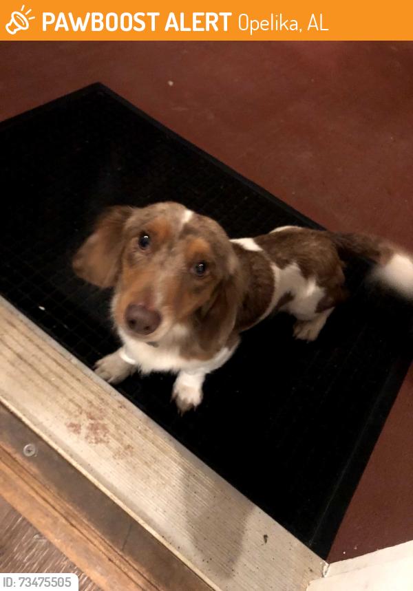 Found/Stray Unknown Dog last seen Ridge Road Baptist Church, Opelika, AL 36801