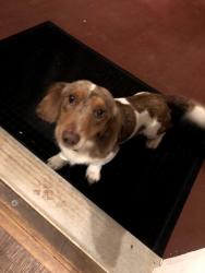 Found/Stray Unknown Dog last seen Ridge Road Baptist Church, Opelika, AL 36801