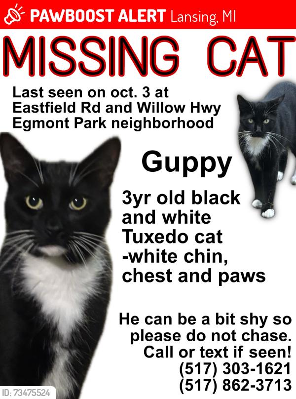 Lost Male Cat last seen edgemont neighborhood, Lansing, MI 48917