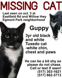 Lost Male Cat last seen edgemont neighborhood, Lansing, MI 48917