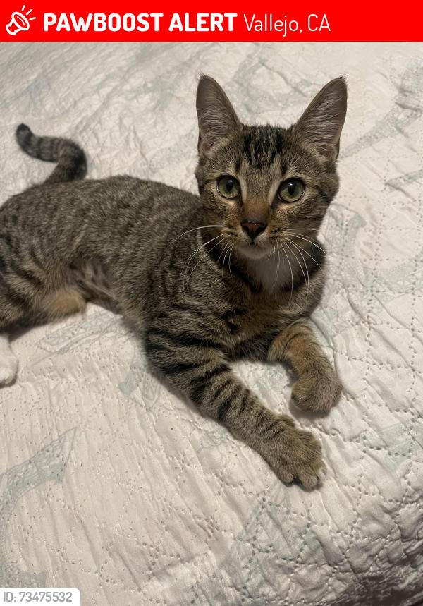 Lost Female Cat last seen Near Florida st Vallejo ca, Vallejo, CA 94590