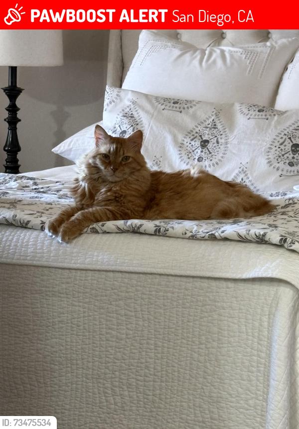 Lost Male Cat last seen Nipoma stree and Poinsettia, San Diego, CA 92106