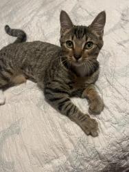 Lost Female Cat last seen Near Florida st Vallejo ca, Vallejo, CA 94590