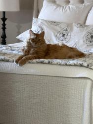Lost Male Cat last seen Nipoma stree and Poinsettia, San Diego, CA 92106