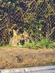 Found/Stray Unknown Cat last seen In the thorn bushes between rainier pointe and i5 highway north, Fife, WA 98424