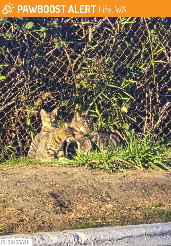Found/Stray Unknown Cat last seen In the thorn bushes between rainier pointe and i5 highway north, Fife, WA 98424