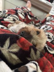 Reunited Male Dog last seen Near South & Cove Rd - behind Carollas, Pennsauken, NJ 08110