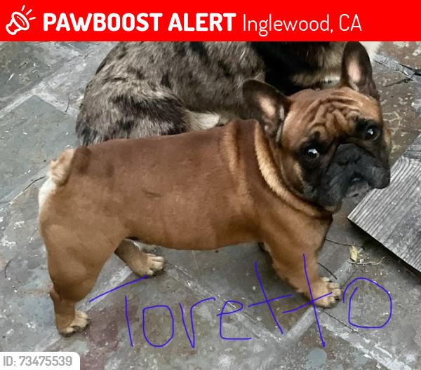 Lost Male Dog last seen Hyde street, Inglewood, CA 90302