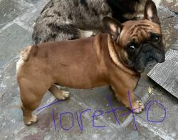 Lost Male Dog last seen Hyde street, Inglewood, CA 90302