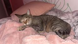 Lost Male Cat last seen Drake, prospect, Fort Collins, CO 80523