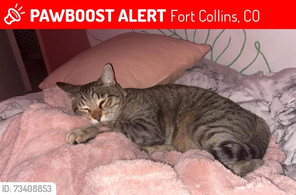 Lost Male Cat last seen Drake, prospect, Fort Collins, CO 80523