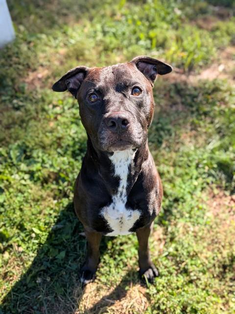 Shelter Stray Male Dog last seen OFALLON, 4850 Mid Rivers Mall Dr, St Peters, MO 63376, USA