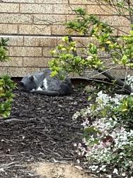 Found/Stray Unknown Cat last seen Outside Lenoir Dining Hall at UNC Chapel Hill, Chapel Hill, NC 27514