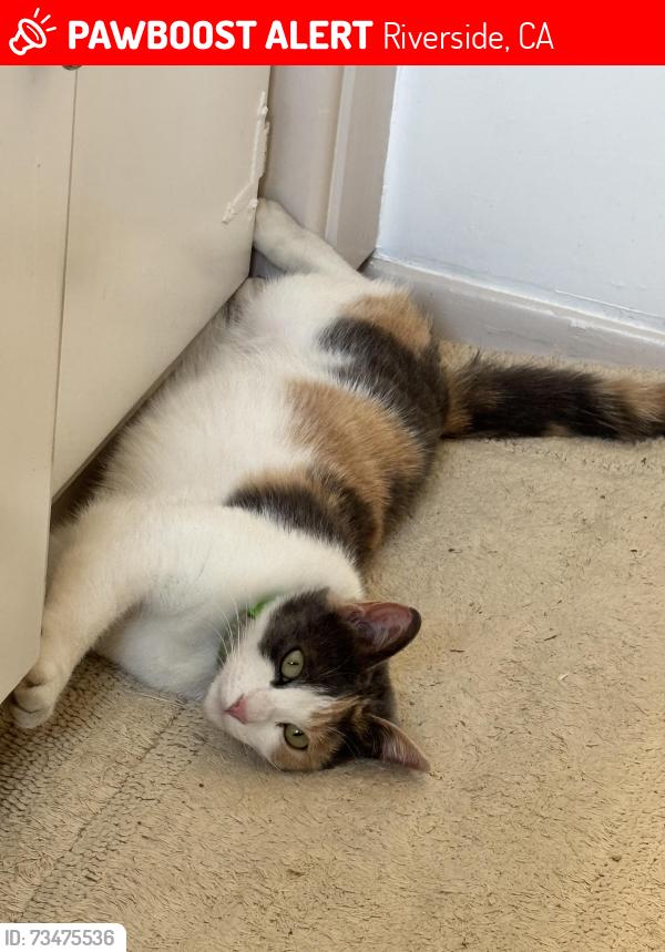 Lost Female Cat last seen Brockton x Beechwood, Riverside, CA 92502
