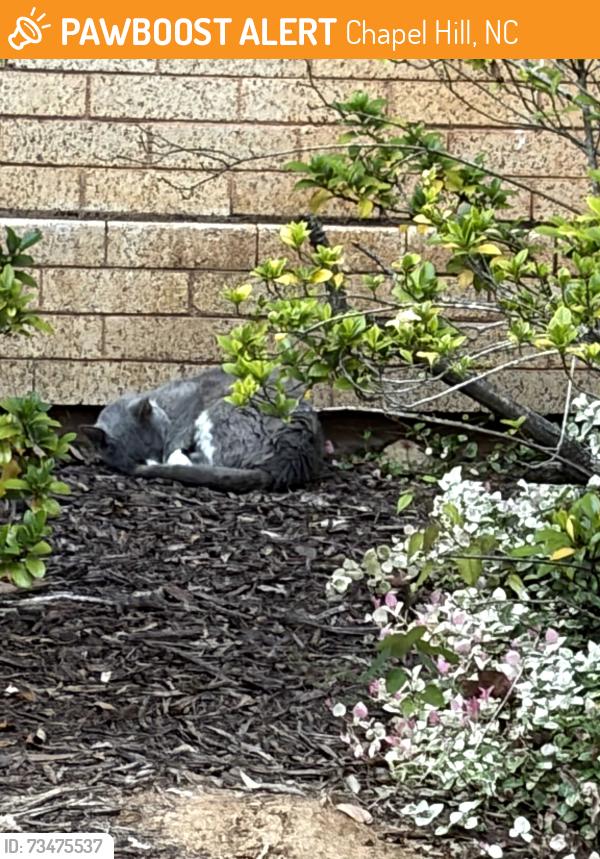 Found/Stray Unknown Cat last seen Outside Lenoir Dining Hall at UNC Chapel Hill, Chapel Hill, NC 27514