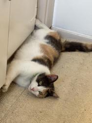 Lost Female Cat last seen Brockton x Beechwood, Riverside, CA 92502