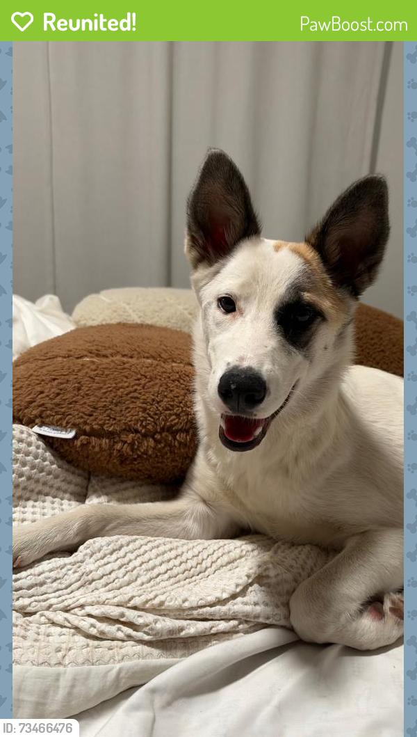 Reunited Female Dog last seen La Sierra/Magnolia, Riverside, CA 92505