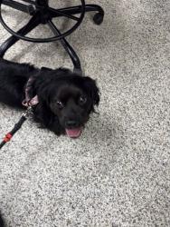 Shelter Stray Male Dog last seen Annandale, Virginia, 22003,McWhorter Pl/Medford Dr, Fairfax County, VA, 4500 West Ox Rd, Fairfax, VA 22030, USA