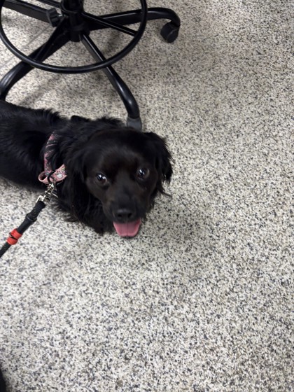 Shelter Stray Male Dog last seen Annandale, Virginia, 22003,McWhorter Pl/Medford Dr, Fairfax County, VA, 4500 West Ox Rd, Fairfax, VA 22030, USA