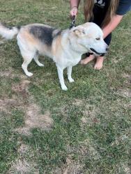 Shelter Stray Male Dog last seen Near Wilson Dr, County/Unicorporated, NC, 1491 Business Park Ct, Gastonia, NC 28052, USA