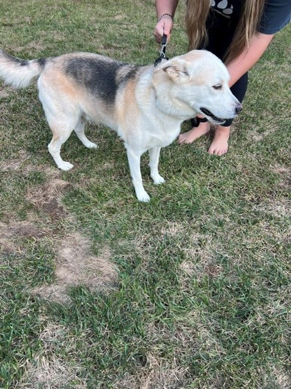 Shelter Stray Male Dog last seen Near Wilson Dr, County/Unicorporated, NC, 1491 Business Park Ct, Gastonia, NC 28052, USA