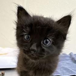Shelter Stray Male Cat last seen Wellesley Ct and Ashburn Ave, City of College Station, TX, 5359 Leonard Rd, Bryan, TX 77807, USA