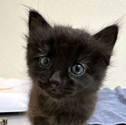 Shelter Stray Male Cat last seen Wellesley Ct and Ashburn Ave, City of College Station, TX, 5359 Leonard Rd, Bryan, TX 77807, USA