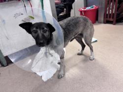 Shelter Stray Female Dog last seen , , CA, 1101 29th Ave, Oakland, CA 94601, USA