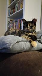Shelter Stray Female Cat last seen Near Grey Hawk St, Unknown, TX, 11300 Nacogdoches Rd, San Antonio, TX 78217, USA