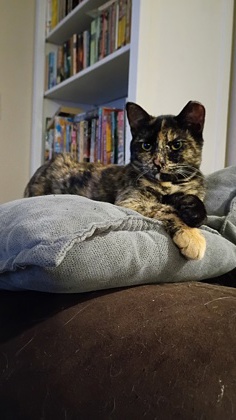 Shelter Stray Female Cat last seen Near Grey Hawk St, Unknown, TX, 11300 Nacogdoches Rd, San Antonio, TX 78217, USA
