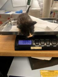 Shelter Stray Male Cat last seen S Cedar Ave & E Manning Ave, Fresno Zone Fresno CO 1A 93725, CA, 1510 W Dan Ronquillo Dr, Fresno, CA 93706, USA