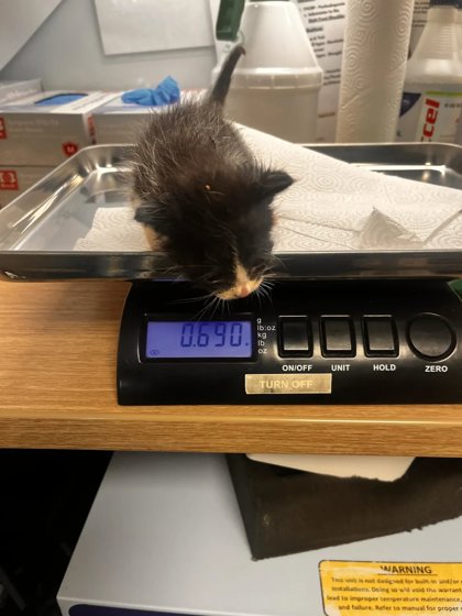 Shelter Stray Male Cat last seen S Cedar Ave & E Manning Ave, Fresno Zone Fresno CO 1A 93725, CA, 1510 W Dan Ronquillo Dr, Fresno, CA 93706, USA