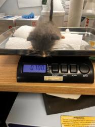Shelter Stray Female Cat last seen S Cedar Ave & E Manning Ave, Fresno Zone Fresno CO 1A 93725, CA, 1510 W Dan Ronquillo Dr, Fresno, CA 93706, USA