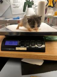 Shelter Stray Female Cat last seen S Cedar Ave & E Manning Ave, Fresno Zone Fresno CO 1A 93725, CA, 1510 W Dan Ronquillo Dr, Fresno, CA 93706, USA
